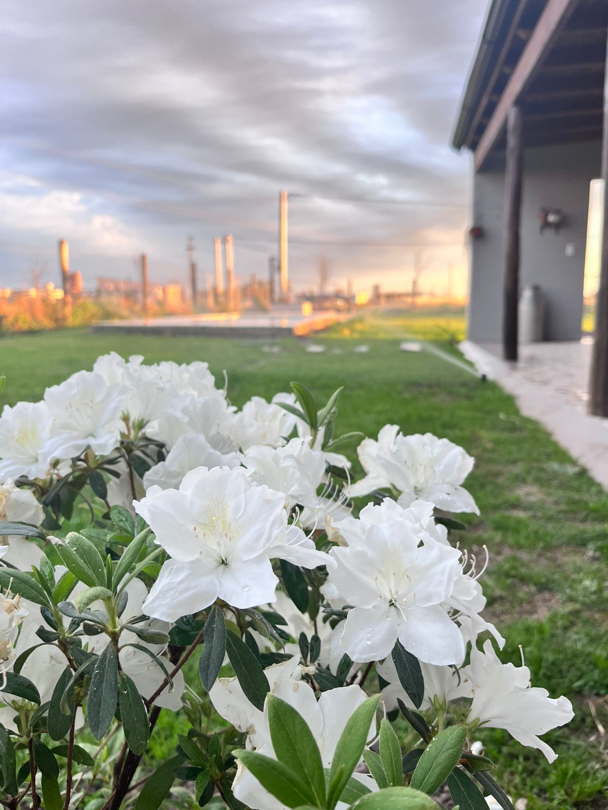 Flores blancas en el jardín de El Gaucho Casa Quinta