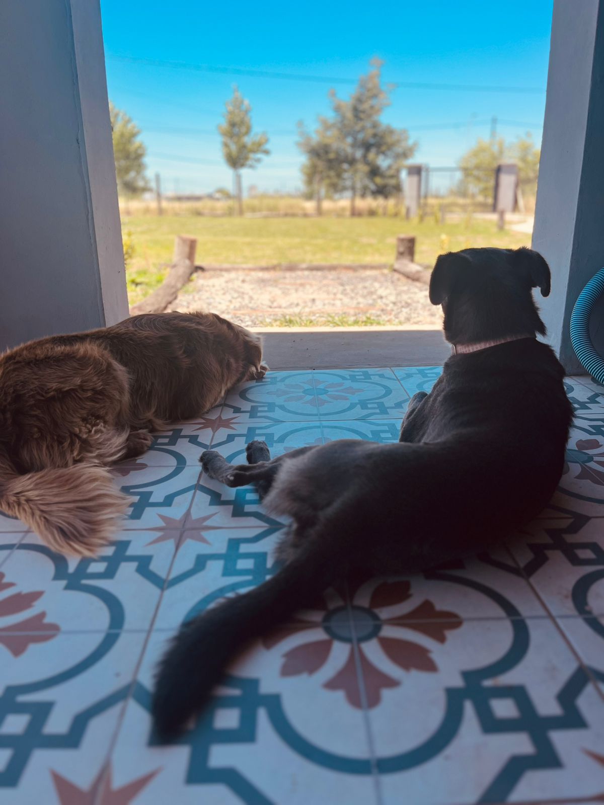 Dos perros descansando en la galería, somos pet friendly