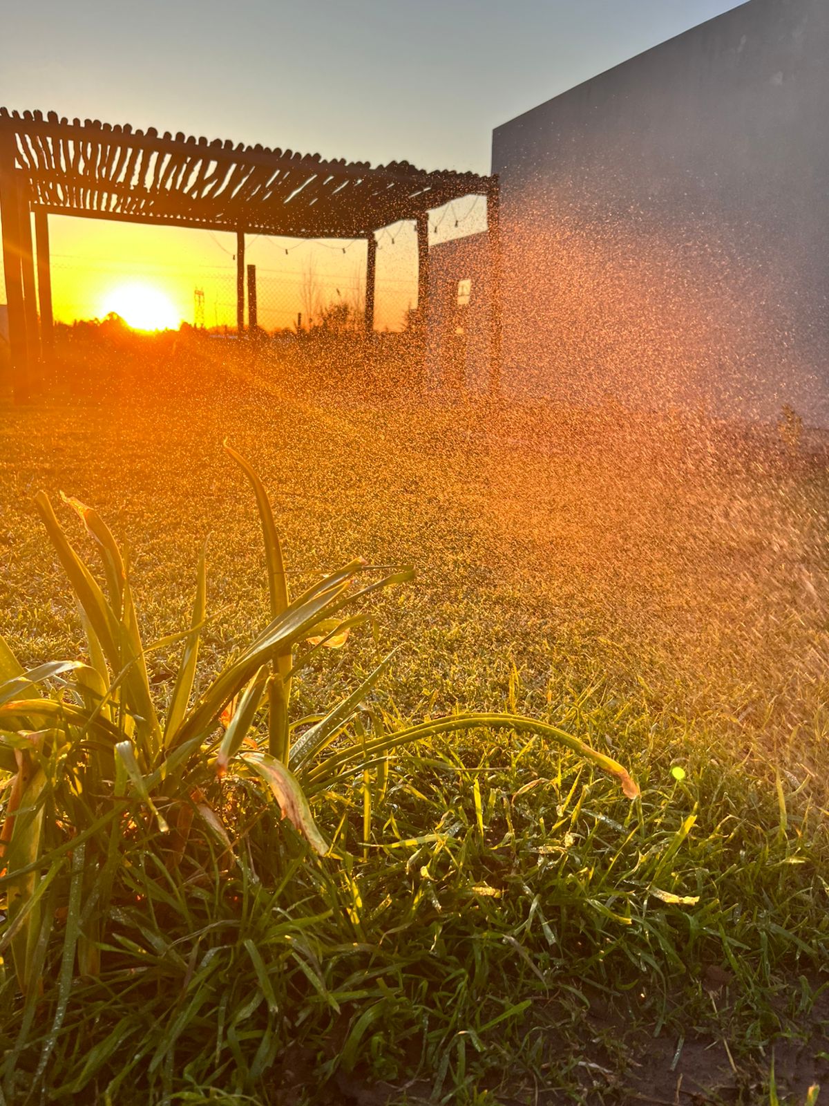 Riego automático con luz dorada del atardecer